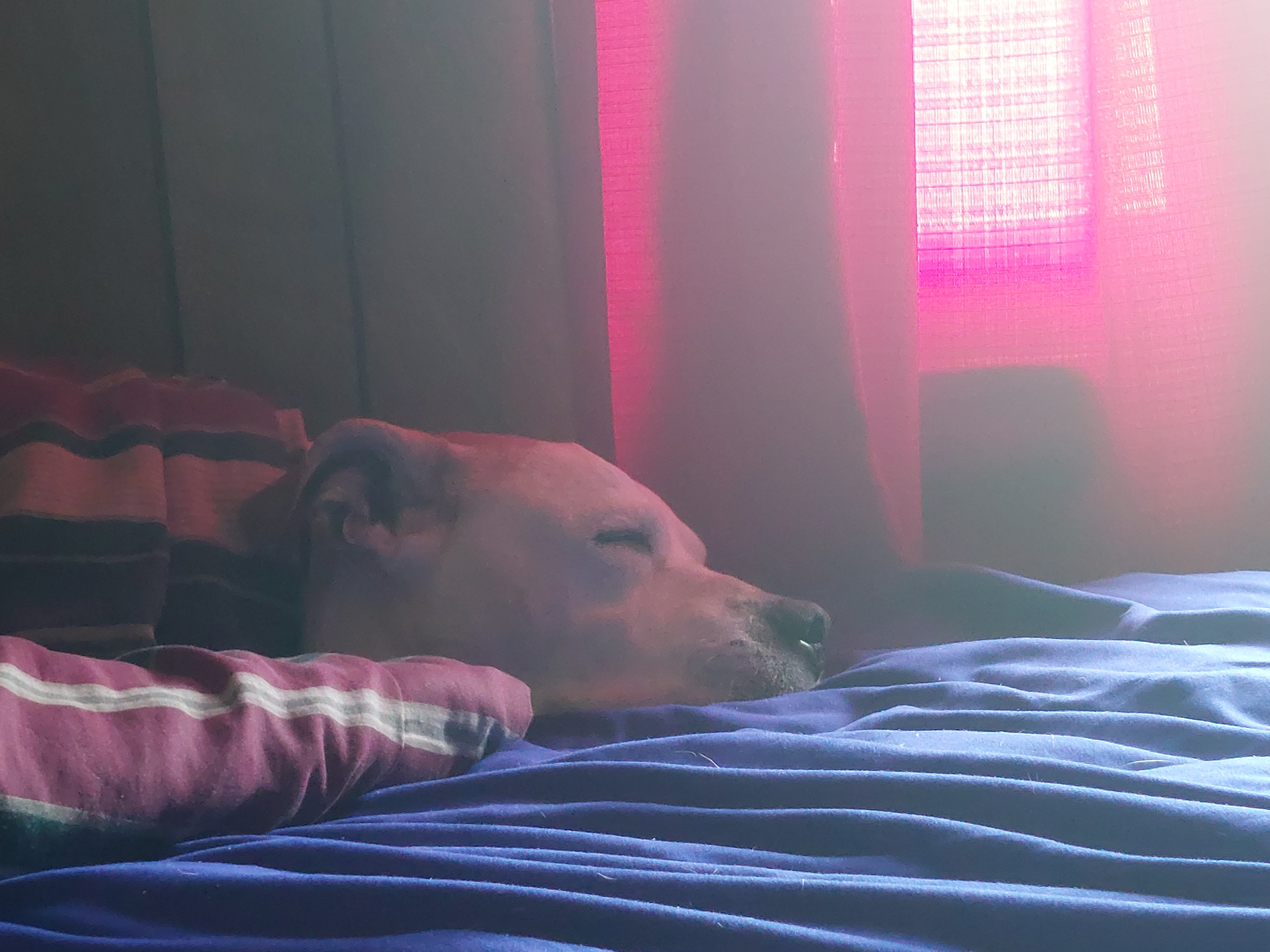 A picture of my (now passed) American Pitbull Mayham asleep on a bed